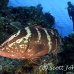 grouper_nassau_mea_lc_h_0303_cay0777.jpg